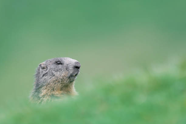 wartownik alp, portret sztuki alpejskiego świstaku (marmota marmota) - groundhog animal animal behavior beauty in nature zdjęcia i obrazy z banku zdjęć