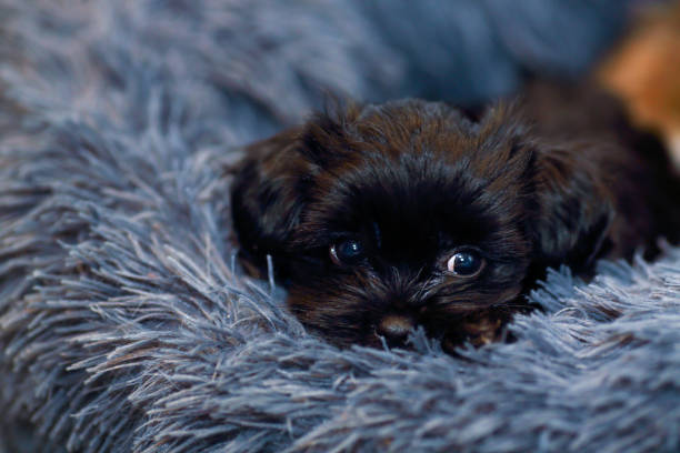 istock Little black puppy 1324170019