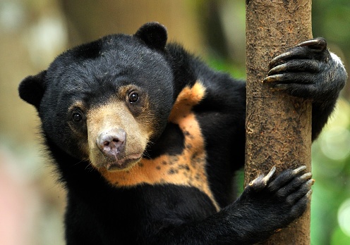 Bornean Sunbear, smallest bear in the world. The Bornean Sun bear conservation centre is located in Sepilok, Sandakan, Sabah, Malaysia