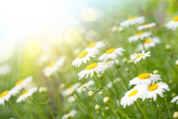 istock Spring chamomile flowers field. Sunny summer field 1324171397