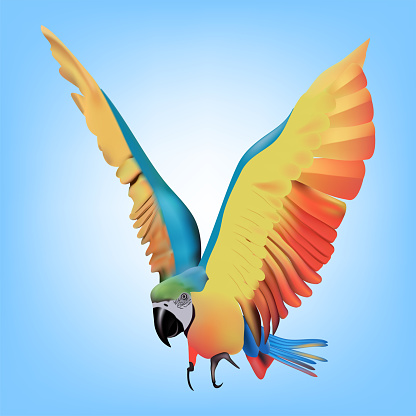 illustration of a flying parrot