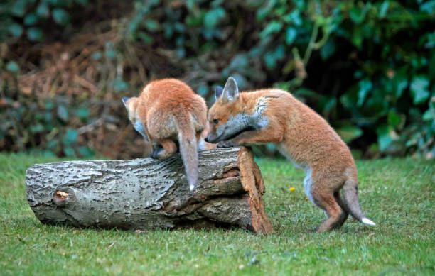 istock Urban fox cubs playing and exploring in the garden 1324171556