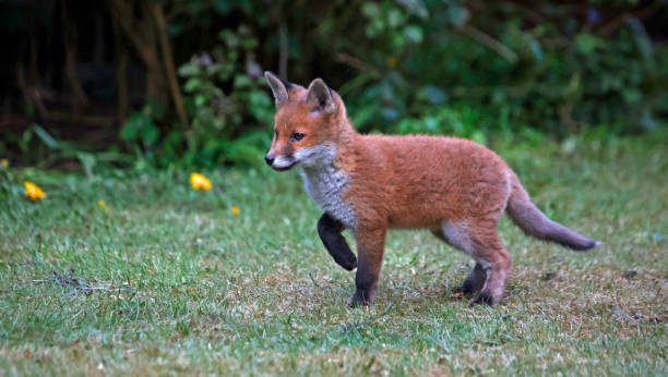 istock Urban fox cubs playing and exploring in the garden 1324171569