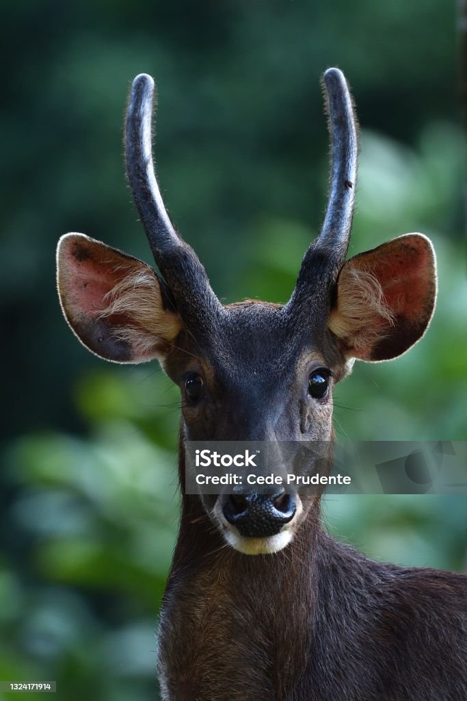 Sambar Deer Stock Photo - Download Image Now - Animal, Animal Wildlife,  Animals In The Wild - iStock