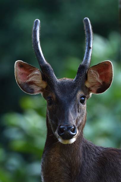 Sambar Deer Stock Photo - Download Image Now - Animal, Animal Wildlife,  Animals In The Wild - iStock
