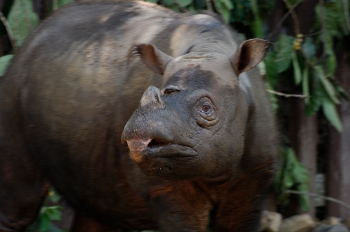 Sumatran rhinoceros Dicerorhinus sumatrensis. Sabah, Malaysia