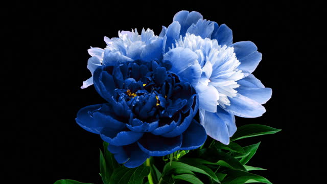 Time lapse of blooming bouquet of blue, beautiful peonies on black background. Blooming peony flower open, time lapse, close-up