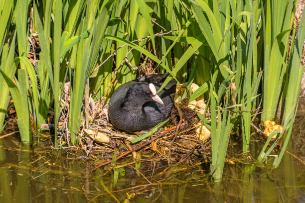 istock Breeding Common Coot (Fulica atra) on nest in pond 1324173985