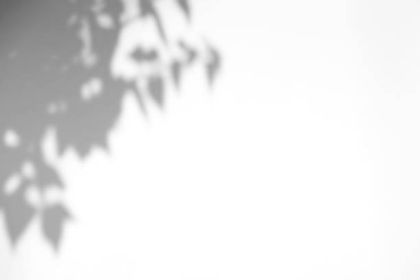 Sovrapposizione di ombre foglie naturali su sfondo di trama bianca, per sovrapposizione sulla presentazione del prodotto con spazio di copia, sfondo e mockup, concetto estivo - foto stock