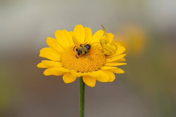 istock Flower spider with prey on aster 1324177970
