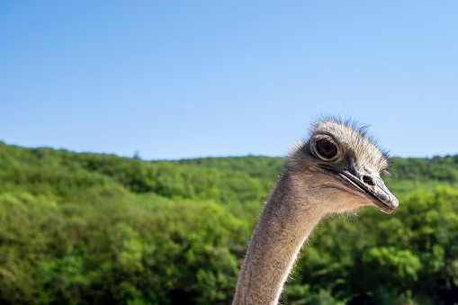 Head of a funny curious ostrich on the background of nature. Ostrich farm.