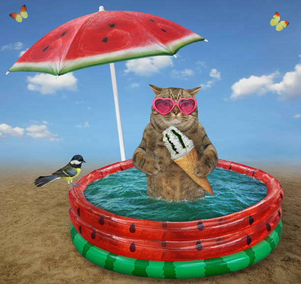istock Cat with ice cream in watermelon pool 2 1324180294