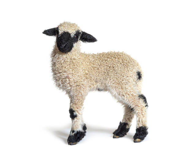 istock Profile of a lovely Lamb Valais Blacknose sheep three weeks old 1324180339