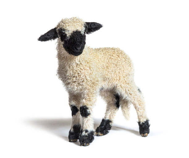istock sheep originating in the Valais - 3 weeks old 1324180520