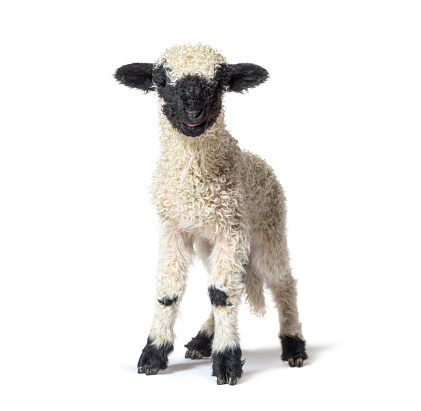 Standing Lamb Blacknose sheep looking at the camera, three weeks old, isolated on white