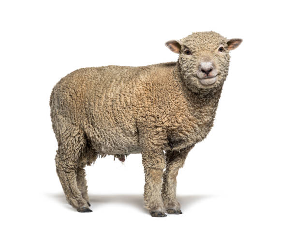 istock Southdown sheep, Babydoll, smiling sheep, isolated on white 1324180841