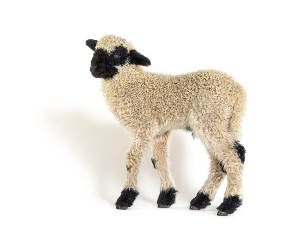 istock Profile of a lovely Lamb Valais Blacknose sheep three weeks old 1324180864