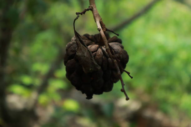 istock Black srikaya fruit 1324180965