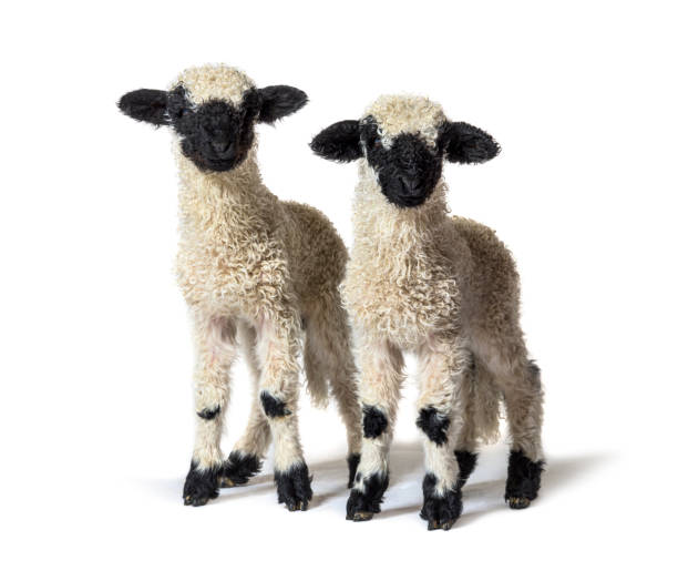 istock Paire of Lambs Valais Blacknose sheep standing on white 1324181073
