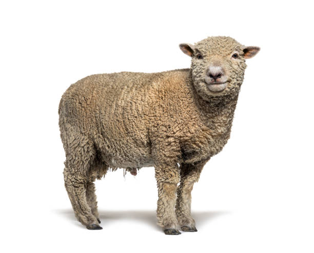 istock Southdown sheep, Babydoll, smiling sheep, isolated on white 1324181829