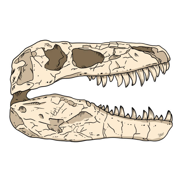 Ilustración de Tyrannosaurus Fosilizó El Cráneo Dibujado A Mano Imagen De  Boceto Dibujo De Ilustración Fósil De Dinosaurio Reptil Carnívoro Silueta  Del Contorno Del Material Vectorial y más Vectores Libres de Derechos