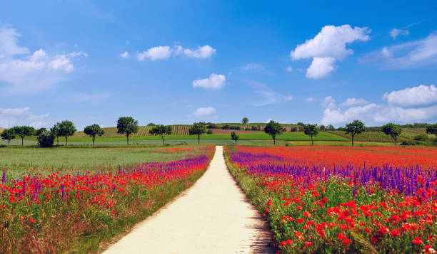 緑の小麦、道路、雲が入った夏の風景。ポピーとデルフィニウムの花畑と木々と緑の国で道。 - barley wheat grass green ストックフォトと画像