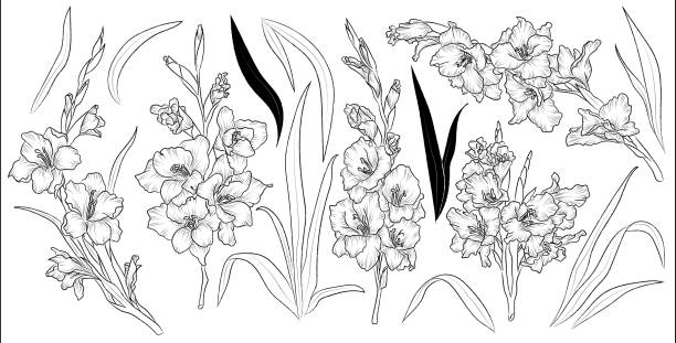 ilustraciones, imágenes clip art, dibujos animados e iconos de stock de juego de gladiolo de flores dibujadas a mano y hojas. vector aislado. planta de contorno negro sobre fondo blanco. - gladiolus flower white isolated