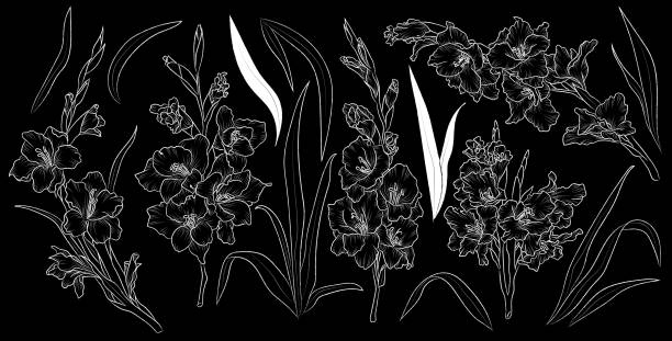 손으로 그린 꽃 검투사와 잎세트. 격리된 벡터입니다. 흰색 윤곽선은 검은 색 배경에 식물. - gladiolus stock illustrations