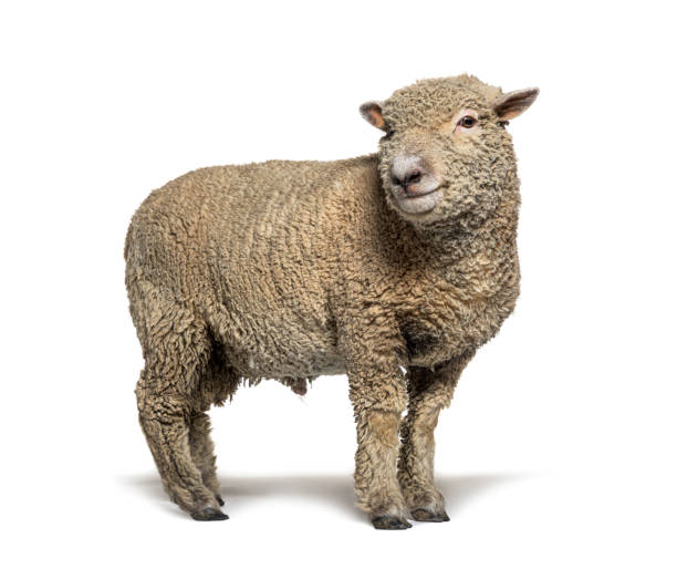 istock Southdown sheep, Babydoll, smiling sheep, isolated on white 1324182385