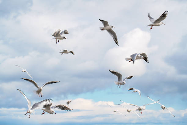 istock Flock of seagulls in the sky 1324182544