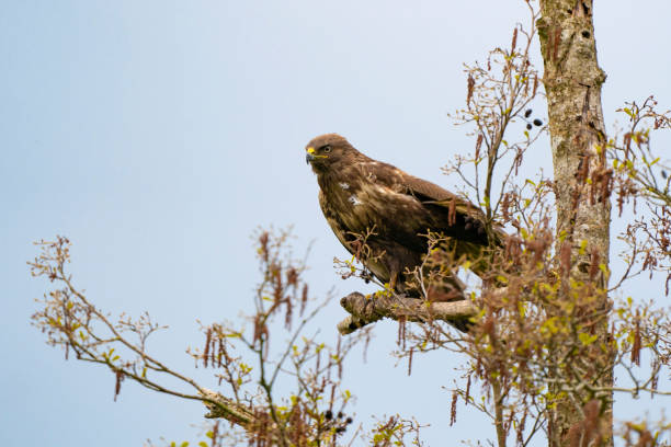 istock Impressive buzzard, buteo buteo, just landed on a branch in the spring with copy space. Dominant bird of prey is observing on a branch. Feathered animal with white and brown plumage. Blue sky 1324183414