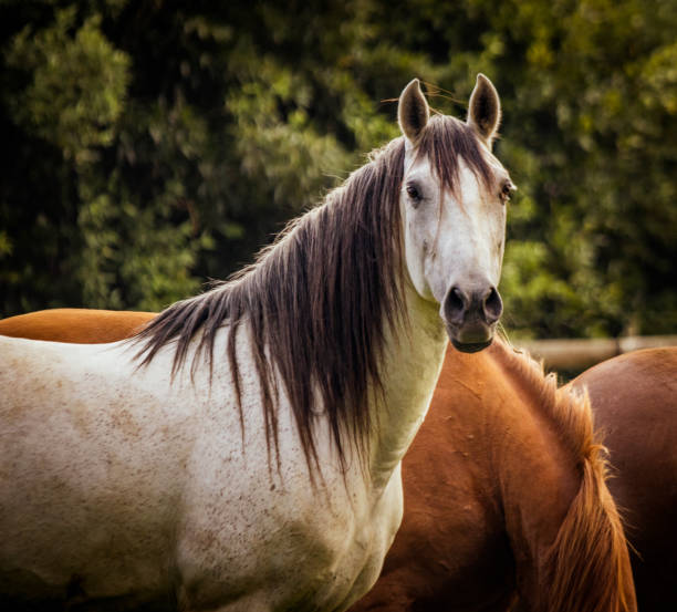 istock Horse on field, outdoors, happy, Lusitano. 1324183559