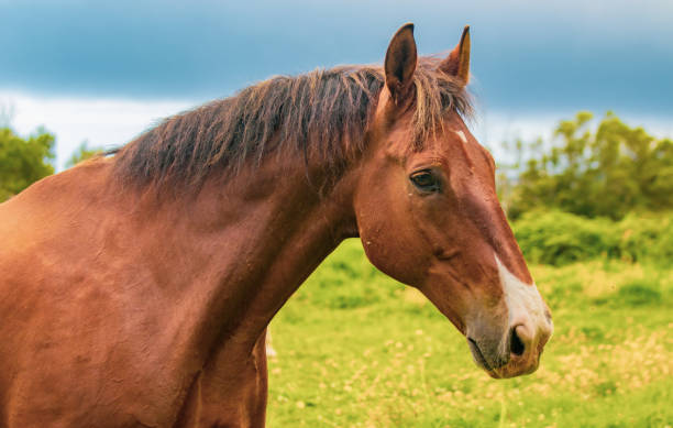 istock Horse on field, outdoors, happy, Lusitano. 1324183564