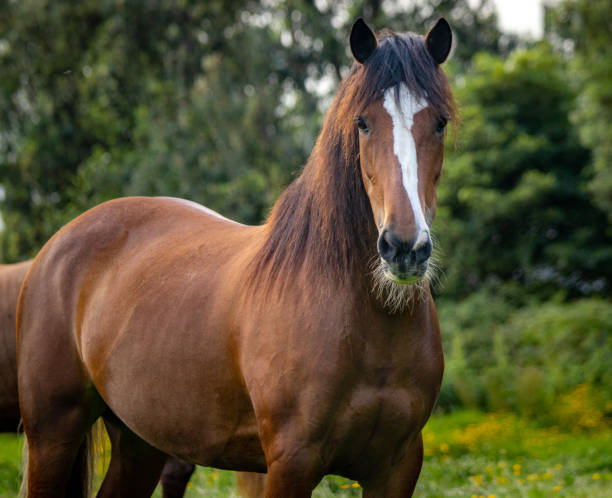 istock Horse on field, outdoors, happy, Lusitano. 1324183567
