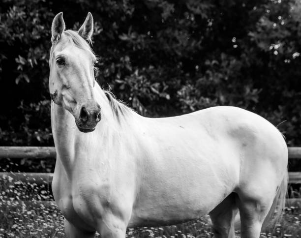 istock Horse on field, outdoors, happy, Lusitano. 1324183574