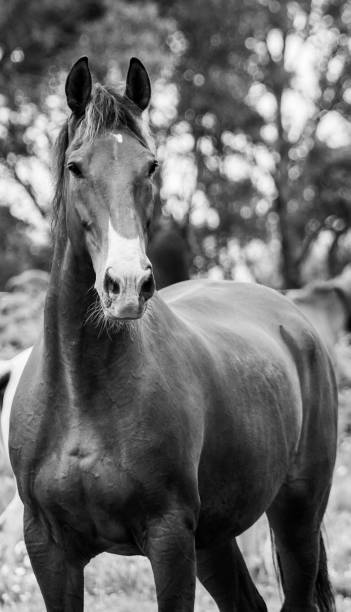 istock Horse on field, outdoors, happy, Lusitano. 1324183578
