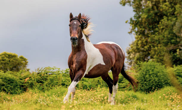 istock Horse on field, outdoors, happy, Lusitano. 1324183594