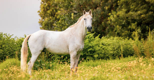 istock Horse on field, outdoors, happy, Lusitano. 1324183600