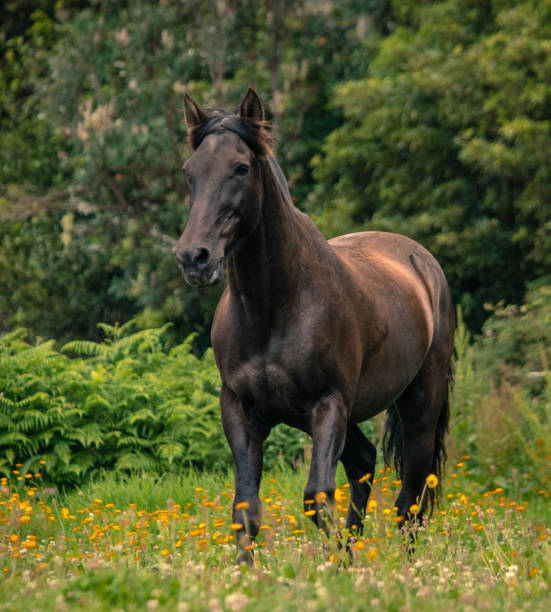 istock Horse on field, outdoors, happy, Lusitano. 1324183606