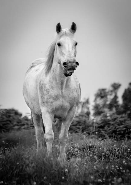 istock Horse on field, outdoors, happy, Lusitano. 1324183607