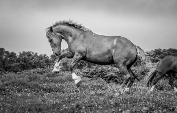 istock Horse on field, outdoors, happy, Lusitano. 1324183611