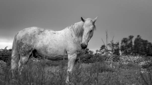istock Horse on field, outdoors, happy, Lusitano. 1324183850