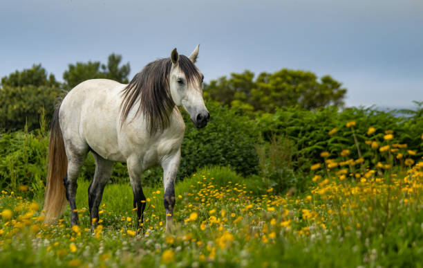 istock Horse on field, outdoors, happy, Lusitano. 1324183986
