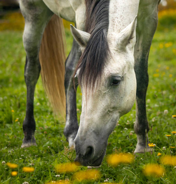 istock Horse on field, outdoors, happy, Lusitano. 1324184375