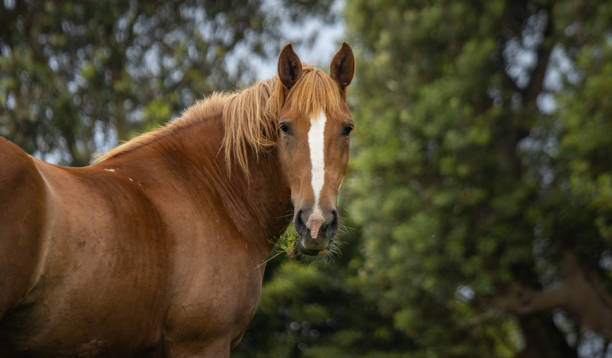 horse on field, outdoors, happy, lusitano. - horse family imagens e fotografias de stock