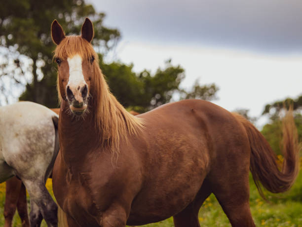 istock Horse on field, outdoors, happy, Lusitano. 1324184394