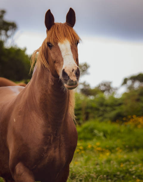 istock Horse on field, outdoors, happy, Lusitano. 1324184398