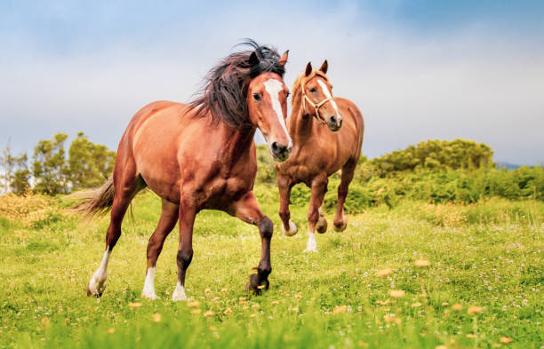 istock Horse on field, outdoors, happy, Lusitano. 1324184399