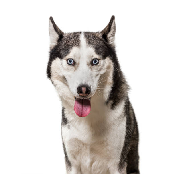 istock Panting siberian Husky dog, Isolated on white 1324185060
