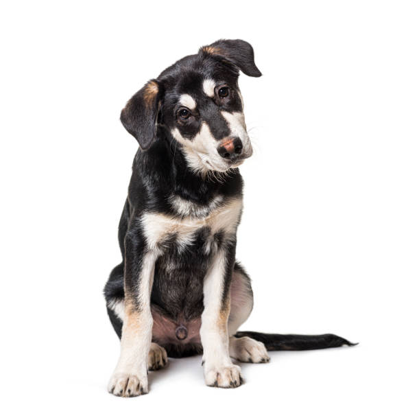 istock Young Puppy Crossbreed dog looking at the camera 1324185079